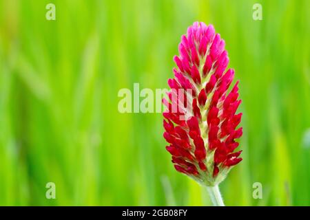 Crimson Clover (trifolium incarnatum), widely planted as green manure in agriculture, close up of a flowerhead isolated against a green background. Stock Photo
