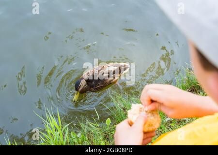 Boy child feeding mallard duck from lakeside, Ibolya-to, Sopron, Hungary Stock Photo