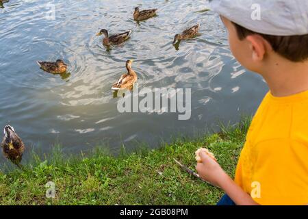 Boy child feeding mallard ducks from lakeside, Ibolya-to, Sopron, Hungary Stock Photo