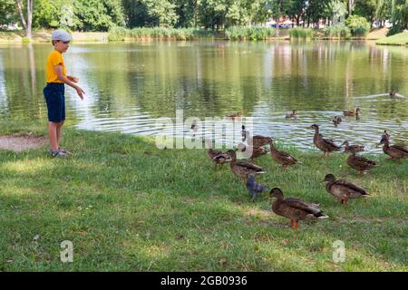 Boy child feeding mallard ducks from lakeside, Ibolya-to, Sopron, Hungary Stock Photo