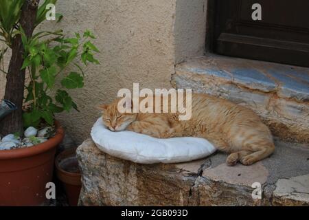 Cat sleeping on stone step Stock Photo