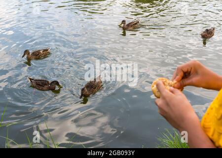 Boy child feeding mallard ducks from lakeside, Ibolya-to, Sopron, Hungary Stock Photo