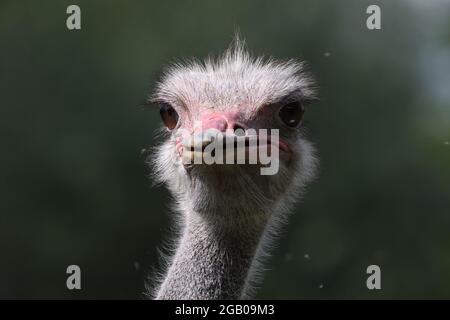 Portrait of an ostrich on an ostrich farm Stock Photo