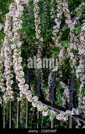 Buddleja / Buddleia alternifolia  alternate-leaved / fountain butterfly bush – garlands of tiny pale pink flowers,  June, England, UK Stock Photo