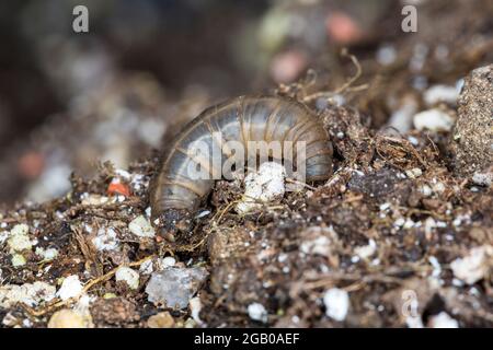 Leatherjacket. Cranefly or daddy longlegs larvae. Mouth  on left side. Stock Photo