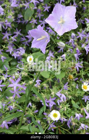 Campanula persicifolia ‘Blue Bell’ Fairy bellflower Blue Bell – loose spikes of open bell-shaped lilac blue flowers, June, England, UK Stock Photo