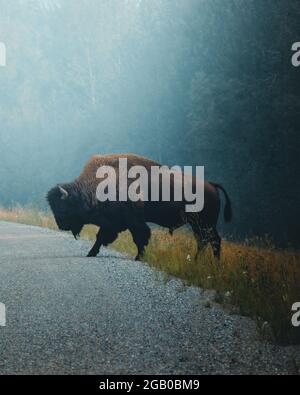The American bison crossing a road. Wildlife of North America  Stock Photo
