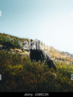 A curious old grown grizzly bear  Stock Photo