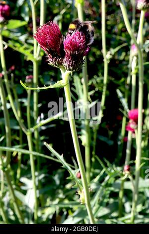 Cirsium rivulare ‘Atropurpureum’ plume thistle Atropurpureum – crown of deep crimson red flowers atop grey green bracts,  June, England, UK Stock Photo