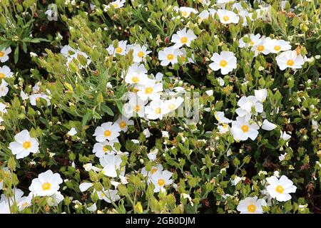 Cistus salviifolius ‘Prostratus’ Sageleaf rockrose – white flowers with yellow centre, hairy maroon flower buds,  June, England, UK Stock Photo