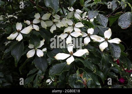 Cornus kousa var. chinensis ‘Milky Way’ Chinese dogwood Milky Way – cream white bracts and very dark green wavy leaves with pale green outlines,  June Stock Photo