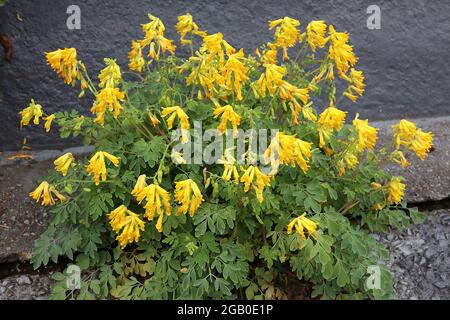 Corydalis lutea yellow Fumitory – yellow tubular flowers on thick stems,  June, England, UK Stock Photo