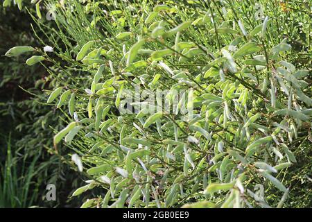 Cytisus scoparius Scotch broom – mass of fresh green pea-like seed pods or legumes and minute green leaves,  June, England, UK Stock Photo