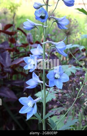 Delphinium ‘Cliveden Beauty’  Larkspur Cliveden Beauty – upright racemes of pale blue flowers and white inner petals,  June, England, UK Stock Photo