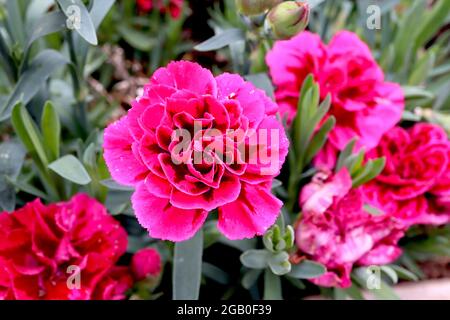 Dianthus caryophyllus ‘Odessa Red’ Carnation Odessa Red – magenta pink double flowers with maroon black petal centres and ruffled heart,  June, UK Stock Photo