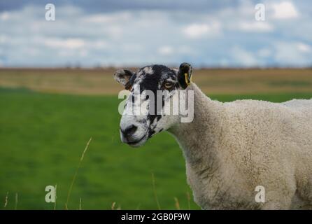 a black and white faced shorn sheep looks on inquisitively Stock Photo