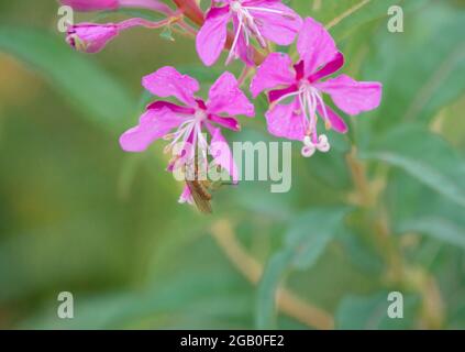 Beautiful pink flowers of Fireweed (Chamaenerion angustifolium) also known as Rosebay willowherb growing wild on Saisbury Plain UK Stock Photo