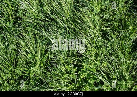 Perennial ryegrass and red and white clovers for beef, dairy and sheep grazing pastures, Canterbury, New Zealand Stock Photo