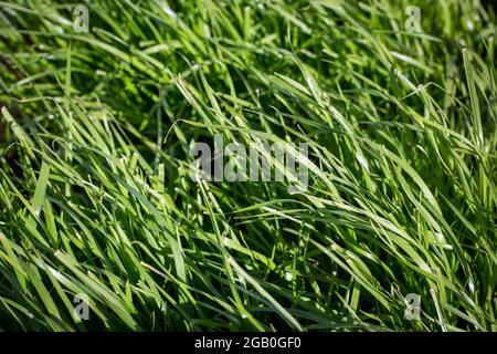 Italian ryegrass is ideal for undersowing, part of a pasture mix or sown as a pure sward in pastures on farms in New Zealand Stock Photo