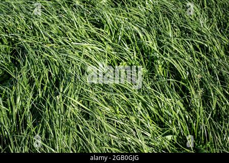 Tall Fescue is a perennial grass with seed-heads, growing up to 1.5 m tall, found in lowland pasture and waste areas. Tolerant of wet soils Stock Photo