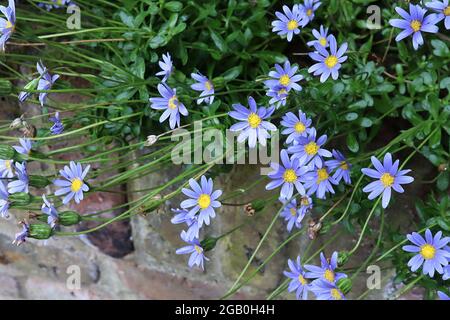 Felicia amelloides Kingfisher daisy – blue daisy-like flowers with yellow centre,  June, England, UK Stock Photo