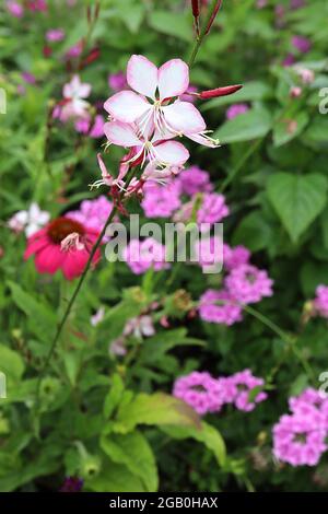 Gaura lindheimeri ‘Rosy Jane’ Oenothera lindheimeri Harrosy – long stems of flat white flowers with pink edges,  June, England, UK Stock Photo