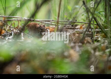 Small rodent in the grass, the common vole (Microtus arvalis). Stock Photo