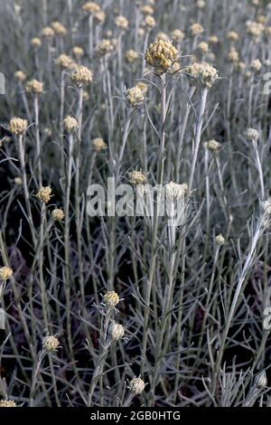 Helichrysum italicum curry plant – tall stems with clusters of dull yellow flowers and curry scented short linear silver grey leaves,  June, England, Stock Photo