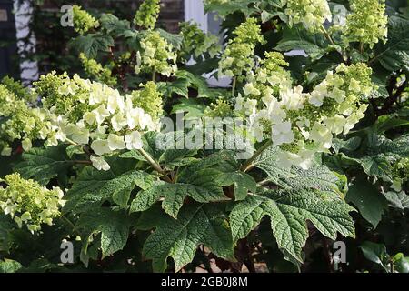 Hydrangea quercifolia ‘Snow Queen’ oak-leaved hydrangea Snow Queen – upright panicles of single cream flowers and oakleaf-shaped leaves,  June, UK Stock Photo