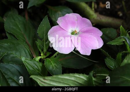 Super Sonic Hot Pink New Guinea Impatiens (Impatiens hawkeri