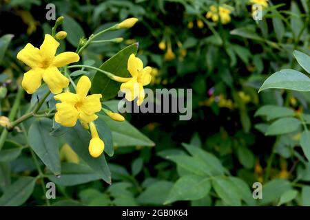Jasminum humile ‘Revolutum’ Italian jasmine Revolutum – yellow star-shaped flowers and mid green pinnate leaves,  June, England, UK Stock Photo
