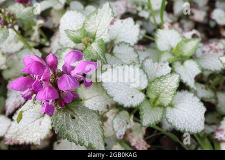 Lamium maculatum ‘Beacon Silver’ leaves only Spotted deadnettle Beacon Silver – heart-shaped silvery grey leaves, with narrow green margins Stock Photo