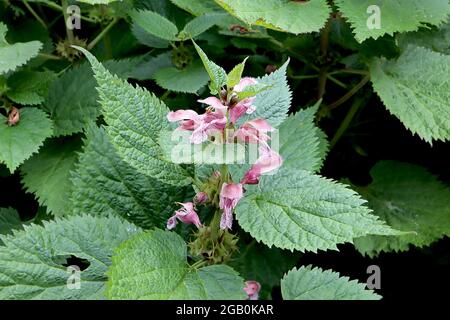 Lamium purpureum  Red deadnettle – cluster of dusky pink two-lipped flowers between top leaves,  June, England, UK Stock Photo