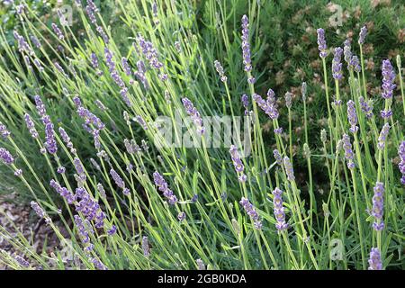 Lavandula angustifolia ‘Hidcote’ English lavender Hidcote – spikes of tiny violet purple flowers and small grey green leaves,  June, England, UK Stock Photo