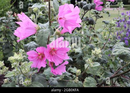 Lavatera x clementii ‘Rosea’ tree mallow Rosea - spike of medium pink saucer-shaped flowers on very tall stems,  June, England, UK Stock Photo