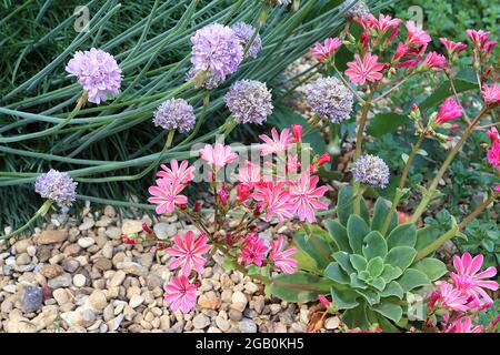 Lewisia cotyledon ‘Little Plum’ Siskiyou lewisia Little Plum – open funnel-shaped pink flowers with deep pink veins and orange stripes,  June, England Stock Photo