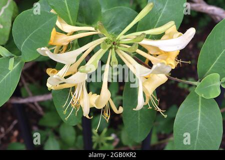 Lonicera periclymenum ‘Graham Thomas’ honeysuckle Graham Thomas - fragrant whorls of long trumpet-shaped white and honey-colouored flowers, June, UK Stock Photo