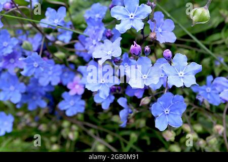 Omphalodes cappadocica ‘Cherry Ingram’ Cappadocian navelwort Cherry Ingram – bright blue flowers with white radial lines,  June, England, UK Stock Photo
