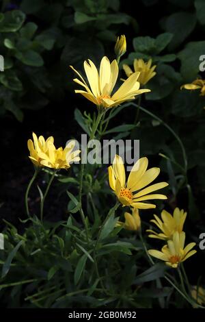 Osteospermum ecklonis ‘Voltage Yellow’ pale yellow African daisy – pale yellow daisy-like flowers with black centres,  June, England, UK Stock Photo