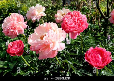 Paeonia ‘Coral Sunset’ Peony Coral Sunset – coral pink flowers with multiple layers of petals,  June, England, UK Stock Photo