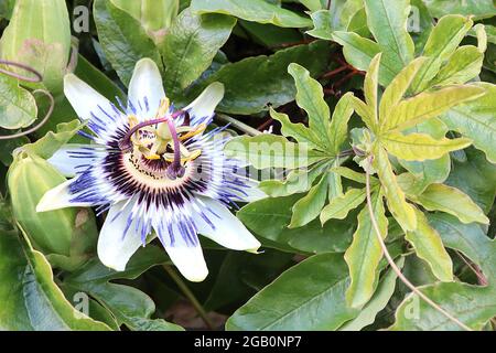 Passiflora caerulea bluecrown passionflower – white sepals, purple radial corona filaments, yellow stamen, brown stigmas, June, England, UK