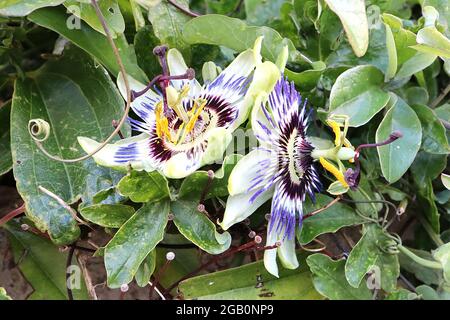 Passiflora caerulea bluecrown passionflower – white sepals, purple radial corona filaments, yellow stamen, brown stigmas, June, England, UK