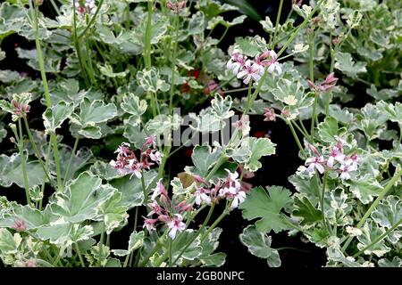 Pelargonium crispum ‘Variegatum’ variegated lemon geranium – white flowers and lemon scented palmately lobed variegated leaves,  June, England, UK Stock Photo