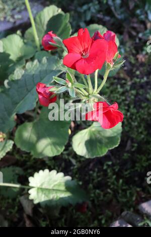 Pelargonium x hortorum ‘Patriot Bright Red’ zonal geranium – scarlet red flowers and grey green rounded leaves,  June, England, UK Stock Photo