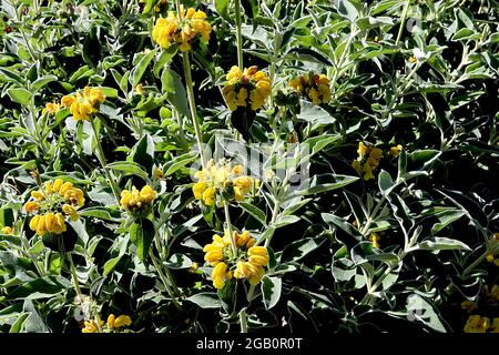 Phlomis fruticosa Jerusalem sage – whorls of hooded yellow flowers and olive green wavy leaves with fine white edges,  June, England, UK Stock Photo