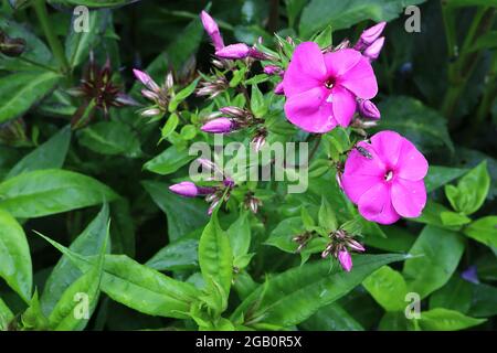 Phlox paniculata ‘Sweet Summer Red’ perennial phlox Sweet Summer Red – deep pink flowers with rounded petals,  June, England, UK Stock Photo