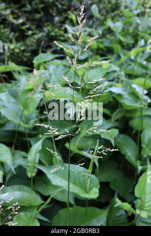 Poa pratensis annual meadow grass – feathery plumes on smooth stems,  June, England, UK Stock Photo