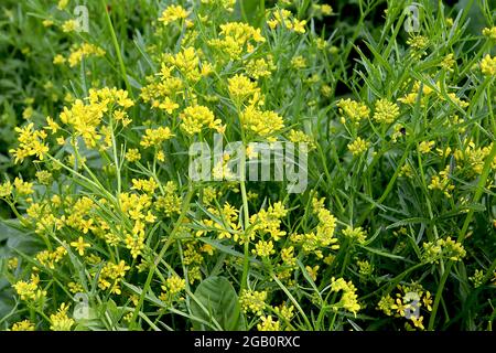 Rorippa sylvestris  creeping yellow cress – clusters of small yellow flowers atop thick stems and pinnately lobed leaves,  June, England, UK Stock Photo
