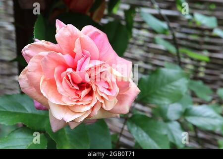 Rosa ‘Clementina Carbonieri’ (shrub rose) rose Clementina Carbonieri – fully double medium pink, orange and yellow flowers, June, England, UK Stock Photo