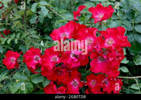 Rosa ‘Dortmund’ (shrub rose)  rose Dortmund – clusters of single scarlet red flowers with white centre,  June, England, UK Stock Photo